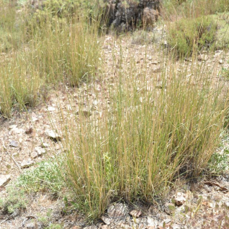 Elymus gentryi - Poaceae