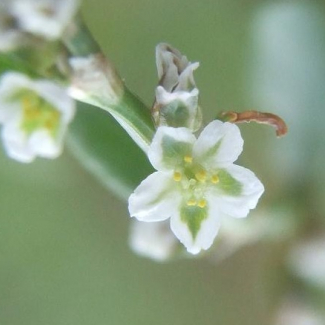 Polygonum arenastrum - Polygonaceae