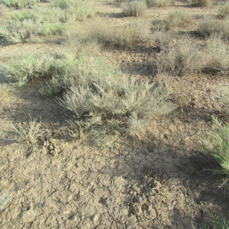 Salsola dendroides - Chenopodiaceae