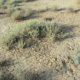 Salsola tomentosa - Chenopodiaceae