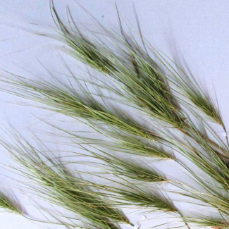 Taeniatherum crinitum - Poaceae