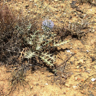 Echinops cephalotes - Asteraceae