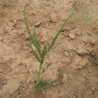 Suaeda altissima - Chenopodiaceae