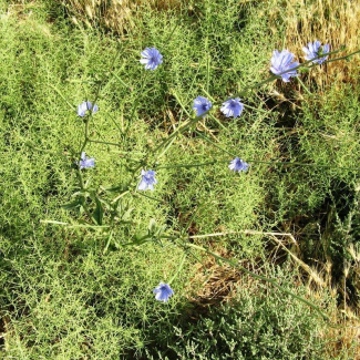 Cichorium intybus - Asteraceae