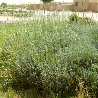 Lavandula stoechas - Lamiaceae