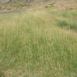 Hordeum violaceum - Poaceae