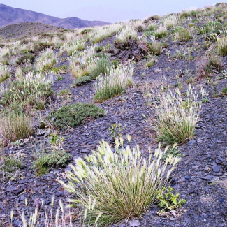 Psathyrostachys fragilis - Poaceae