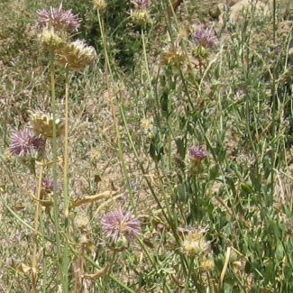 Centaurea persica - Asteraceae