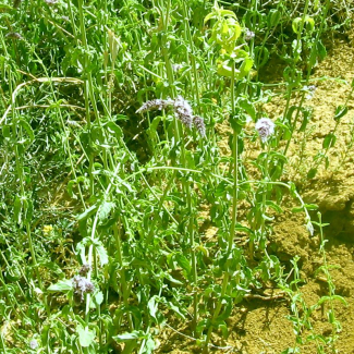 Mentha longifolia - Lamiaceae