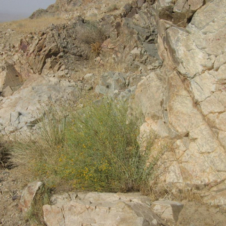 Pulicaria gnaphaloides - Asteraceae