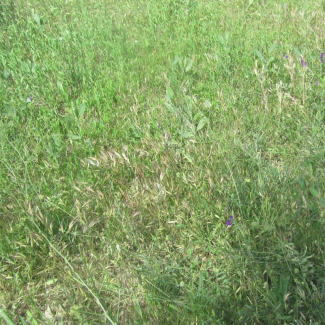 Bromus danthoniae - Poaceae