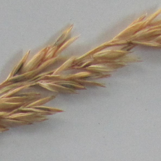 Festuca arundinacea - Poaceae