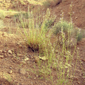 Nepeta fissa - Lamiaceae