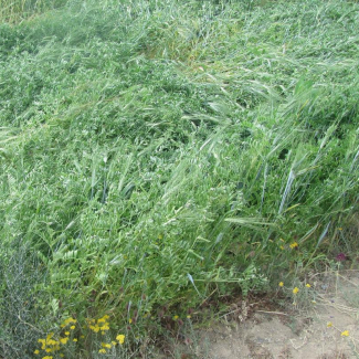 Vicia sativa - Fabaceae