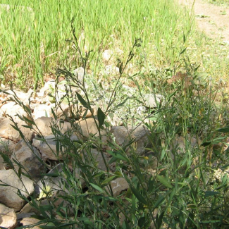 Polygonum aviculare - Polygonaceae