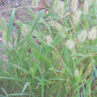 Setaria glauca - Poaceae