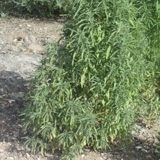 Kochia scoparia - Chenopodiaceae