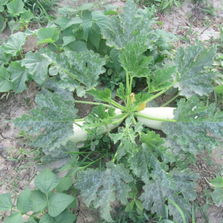 Cucurbita pepo - Cucurbitaceae