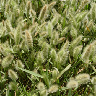 Polypogon monspeliensis - Poaceae