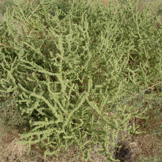 Suaeda arcuata - Chenopodiaceae