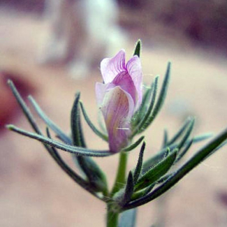 Antirrhinum orontium - Scrophulariaceae