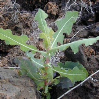 Lactuca Serriola -  Asteraceae