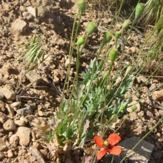 Papaver decaisnei - Papaveraceae