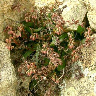 ‌‌Rosularia elymaitica- Crassulaceae