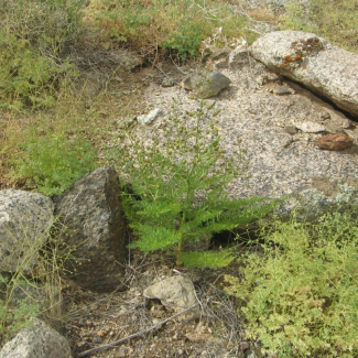 Biebersteinia multifida - Geraniaceae