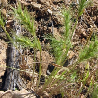 Heteranthelium piliferum - Poaceae