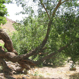 Salix alba - Salicaceae