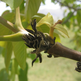 Juglans regia - Juglandaceae