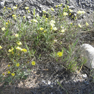 Senecio glaucus - Asteraceae