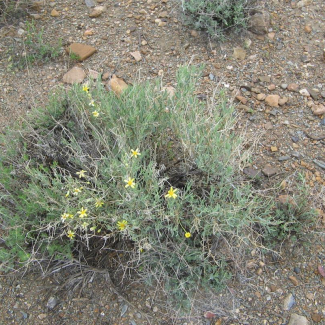 Hertia angustifolia - Asteraceae