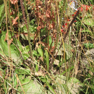 Plantago major - Plantaginaceae