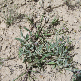 Chardinia orientalis - Asteraceae 