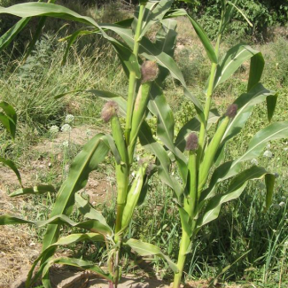 Zea mays - Poaceae