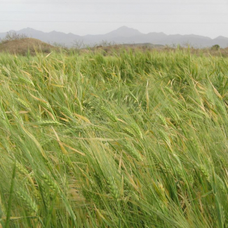 Triticum aestivum - Poaceae