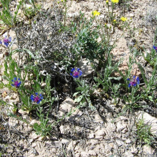 Centaurea depressa - Asteraceae