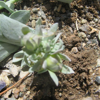 Linaria michauxii - Scrophulariaceae