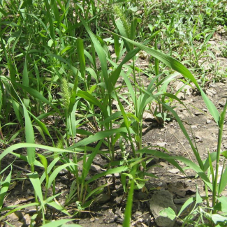 Setaria viridis - Poaceae