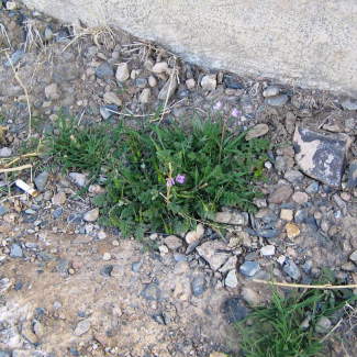 Erodium oxyrrhynchum- Geraniaceae