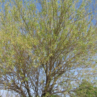 Salix zygostemon - Salicaceae