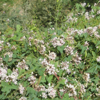 Cynanchum acutum - Asclepiadaceae