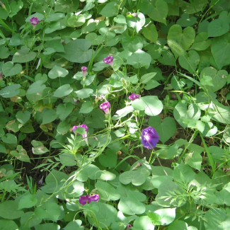 Ipomea purpurea - Convolvulaceae