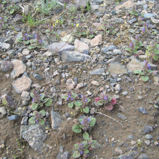 Lallemantia royleana - Lamiaceae