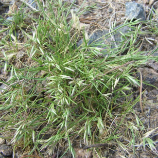 Schismus arabicus - Poaceae