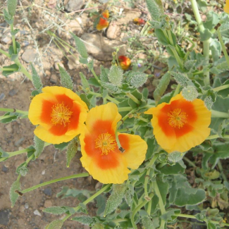 Glaucium elegans - Papaveraceae