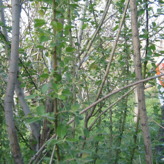 Salix aegyptiaca - Salicaceae