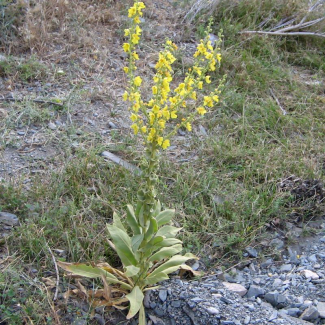 Verbascum cheirathifolium var. transcaspicum - Scrophulariaceae